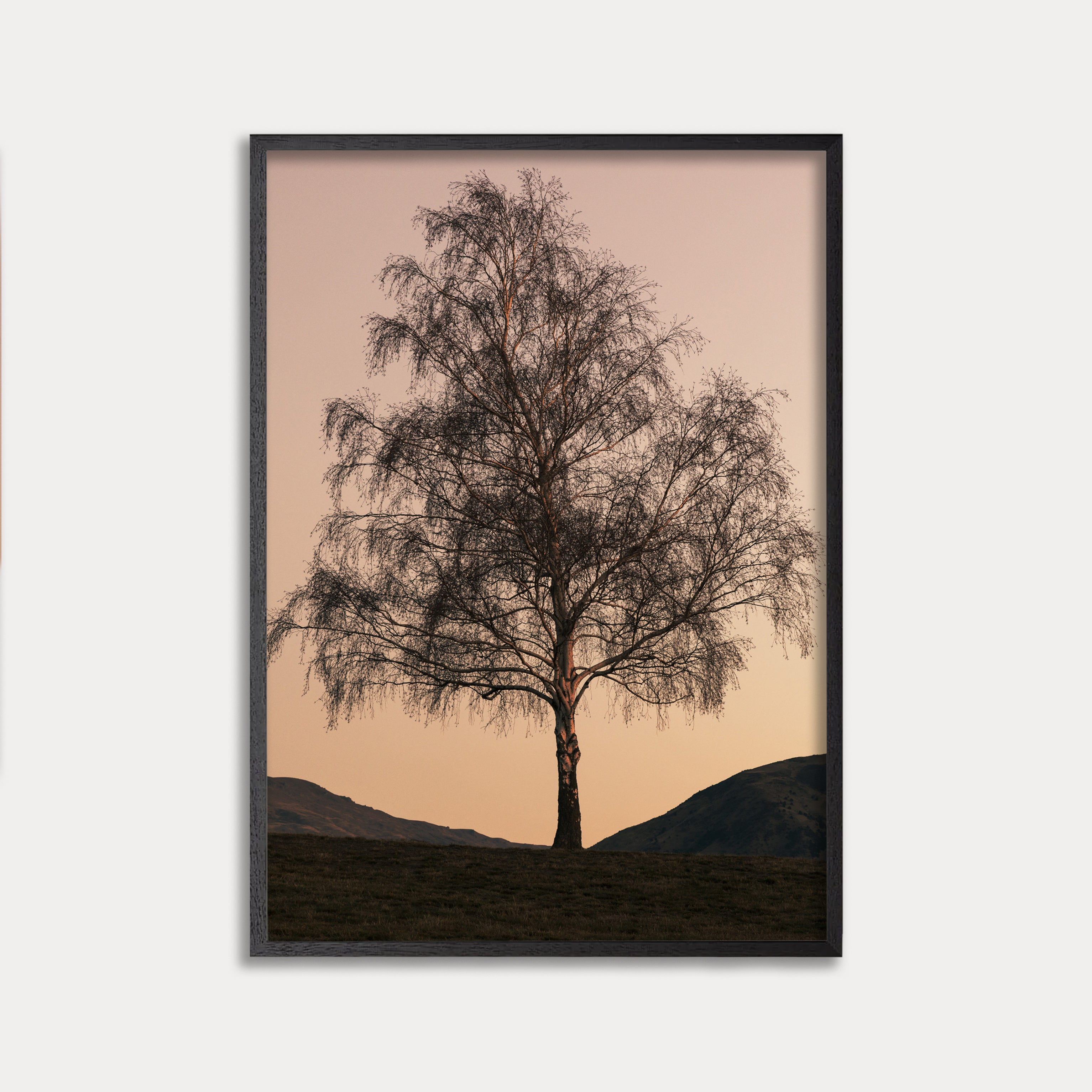 WANAKA TREE
